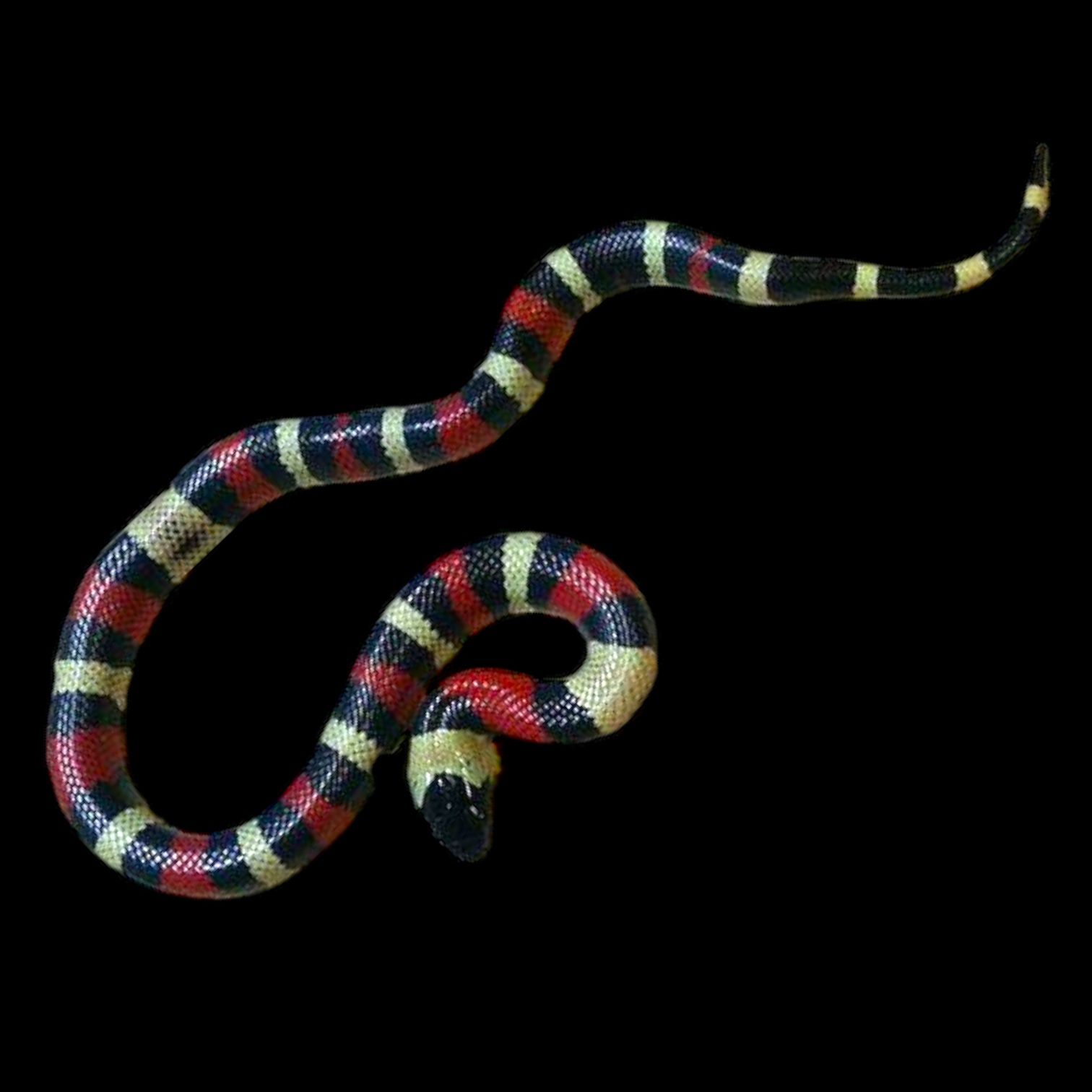 Maitokäärme Lampropeltis triangulum campbelli  Hinta: 350€