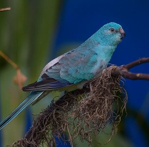 savanniparatiisikaija psephotus haemanotus papukaija myydään