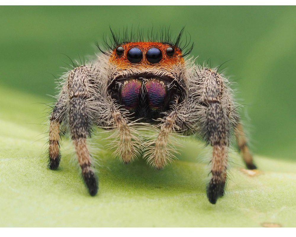 Phidippus Regius