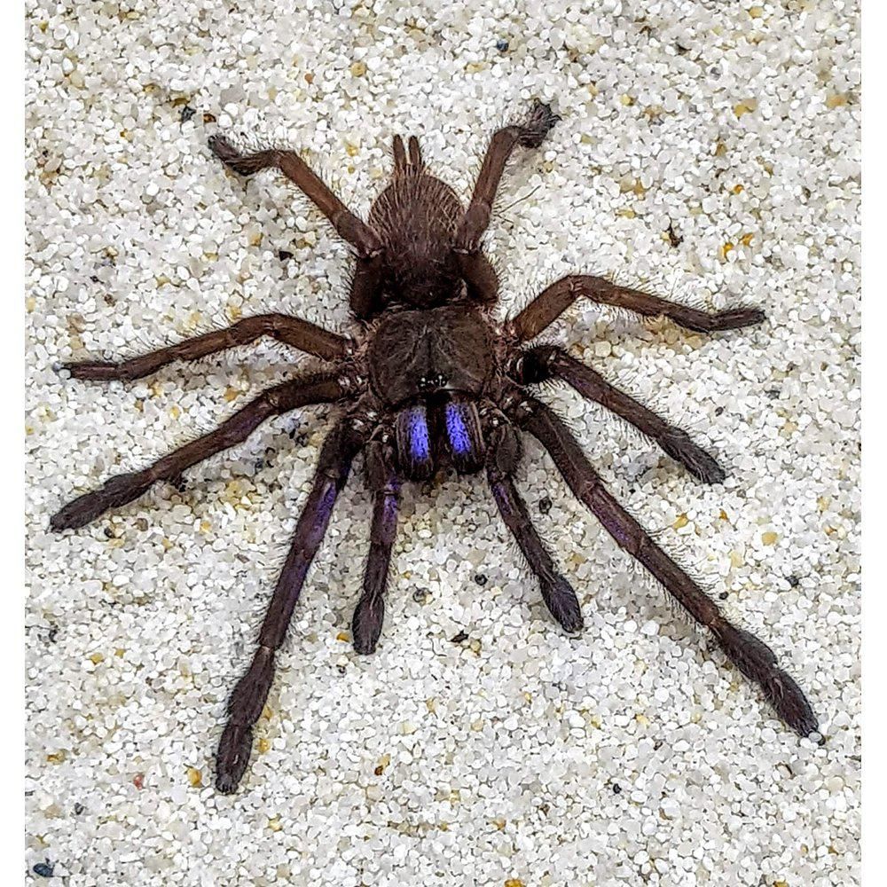 
Chilobrachys dyscolus
