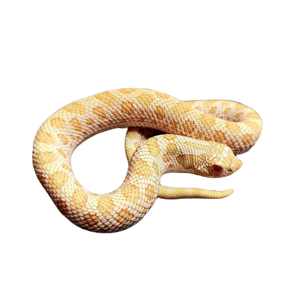 siankärsäkäärme siankarsakaame heterodon nasicus poikasia kasvattaja hoito ohje care