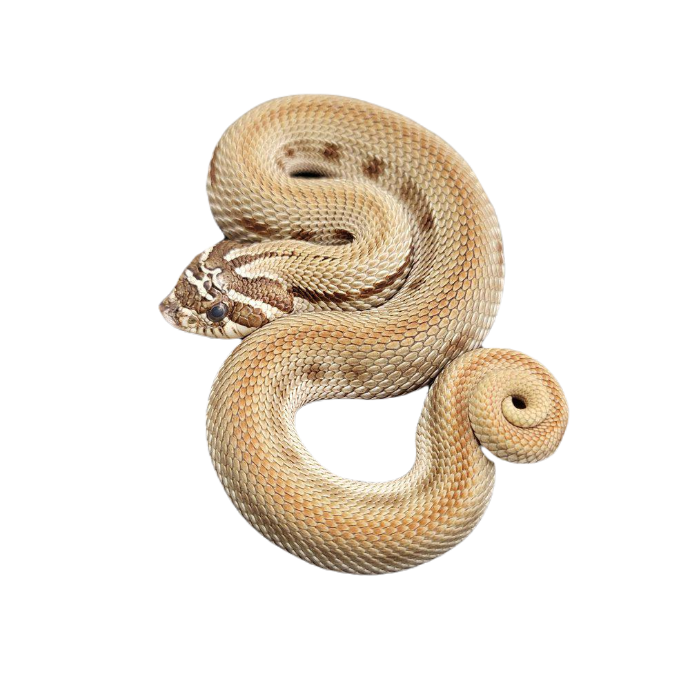 Siankärsäkäärme heterodon nasicus superconda albino hoito ohjeet Hognose Snake