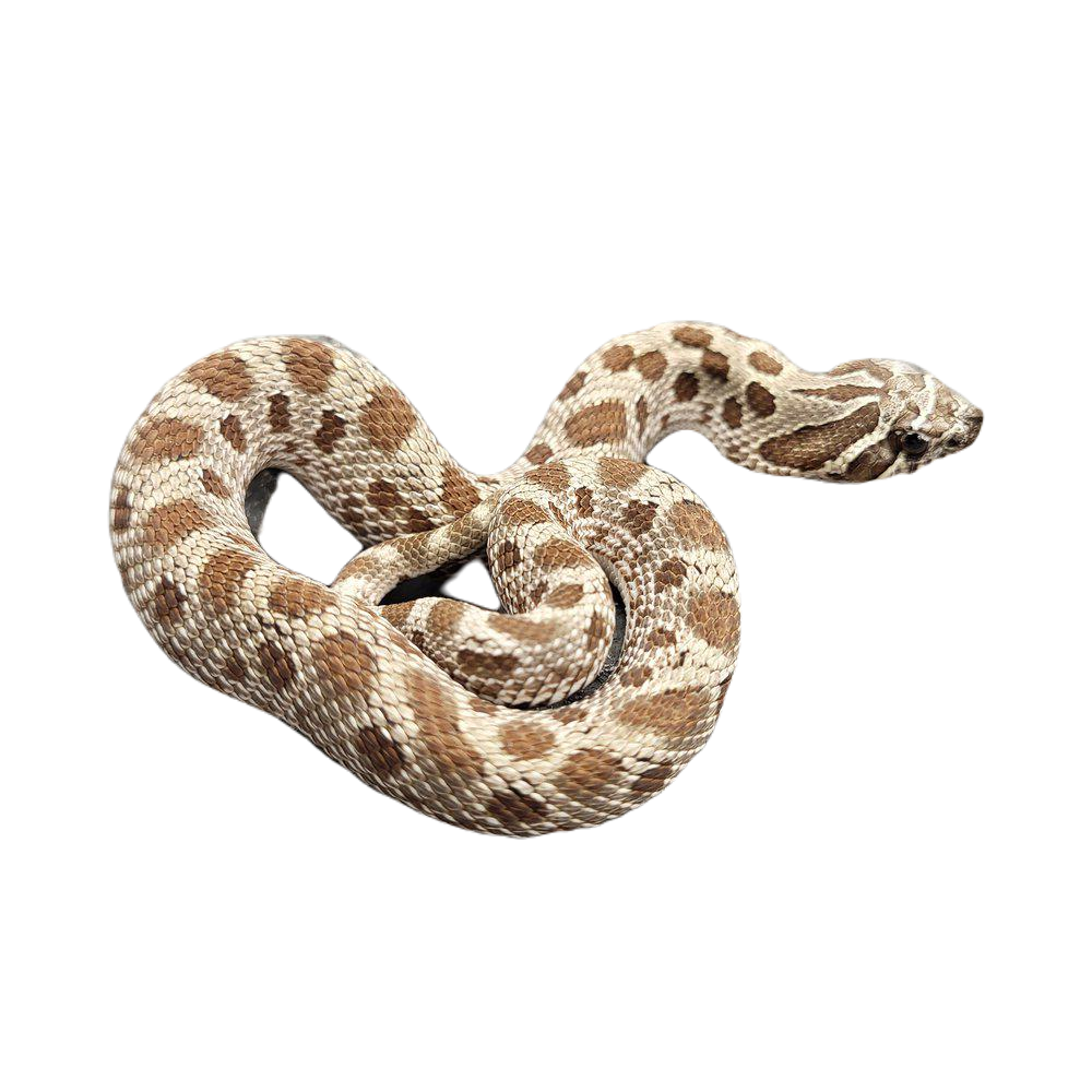 siankärsäkäärme värimuodot poikasia myydään hoito-ohje heterodon nasicus 