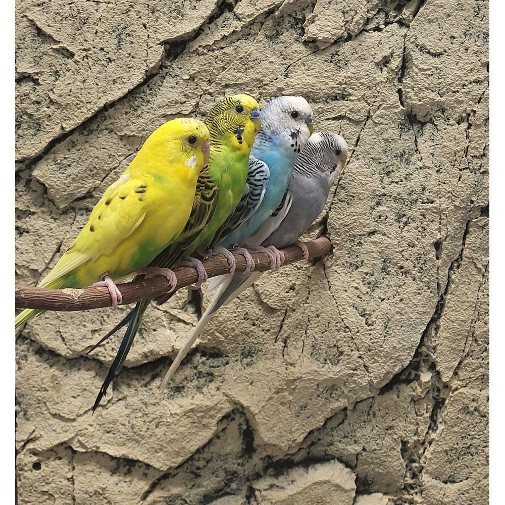 Melopsittacus undulatus undulaatti vihreä sininen pori