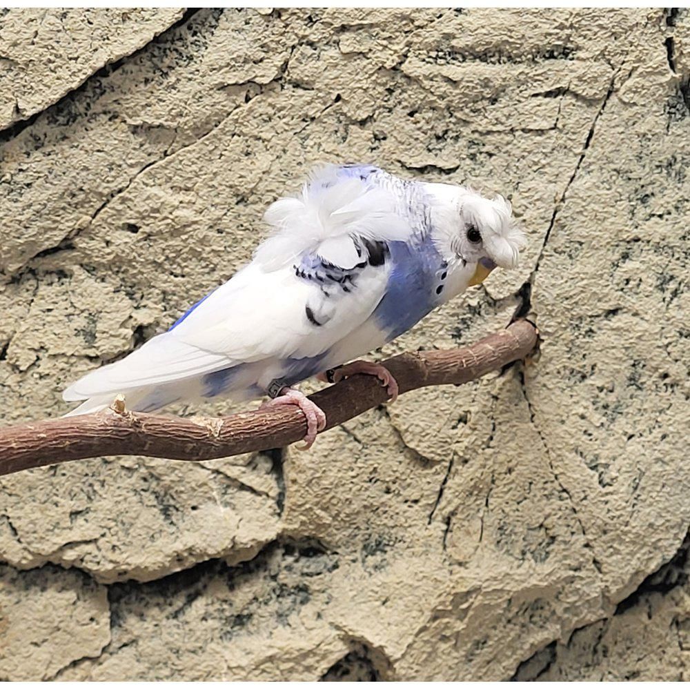 Melopsittacus undulatus undulaatti Väri: 'Helicopter Frill' poikasia kasvattaja lintuja myydään lintukauppa