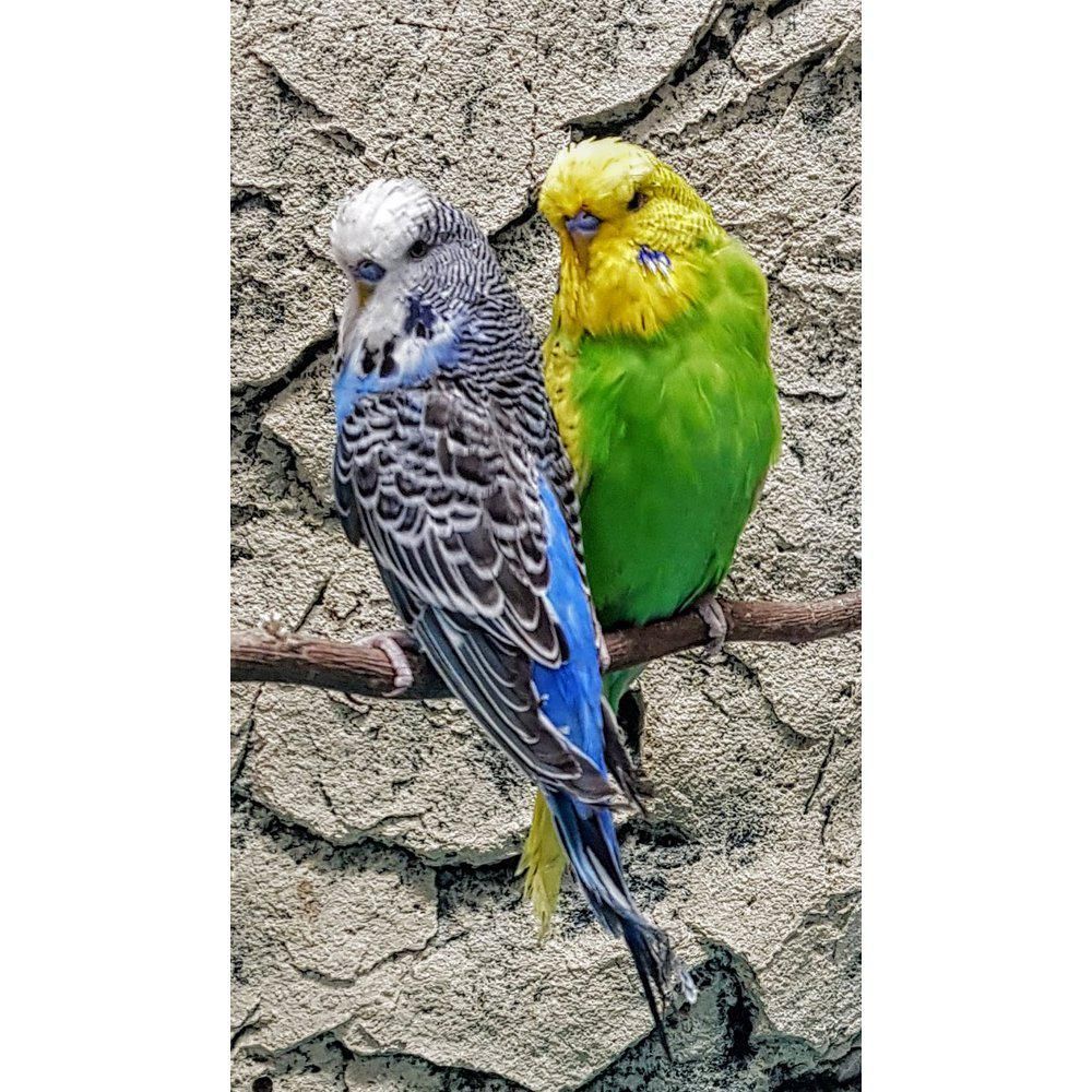 englantilainen undulaatti myydään poikasia undulaatin