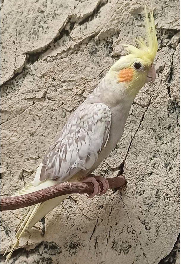 neitokakadu poikasia myydään 