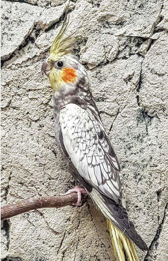 neitokakadu nymfi papukaija pori kasvattaja myydään sell Nymphicus hollandicus