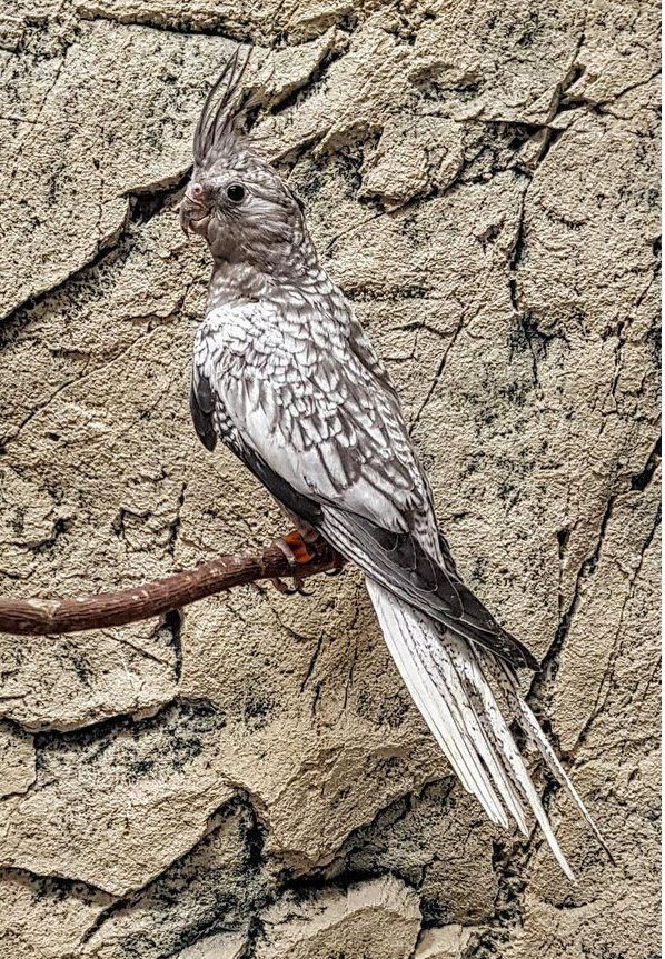 nymfi neitokakadu myydään pori suomesta