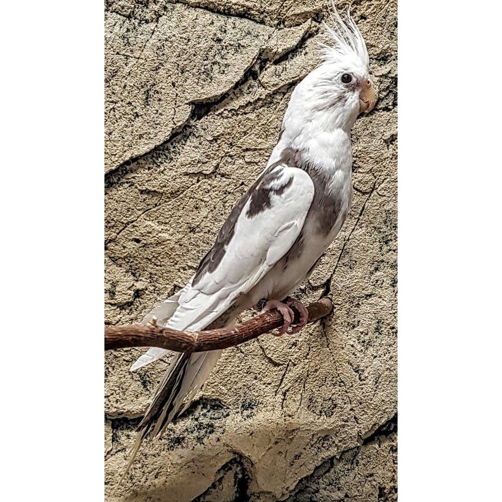 Neitokakadu poikasia nuoria myydään Pori Satakunta kasvattaja linnut papukaijat