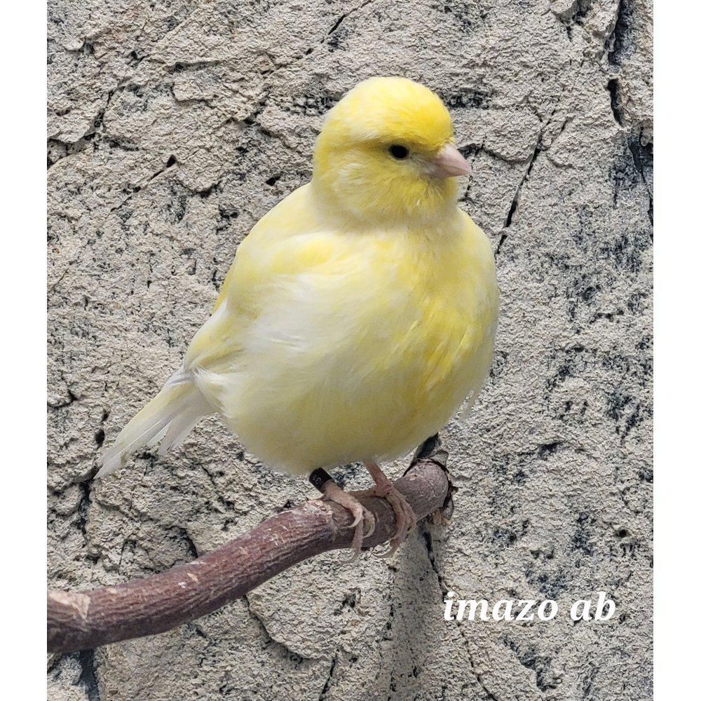 kanarialintu kanarianhemppo myydään poikasia kasvattaja lintukauppa