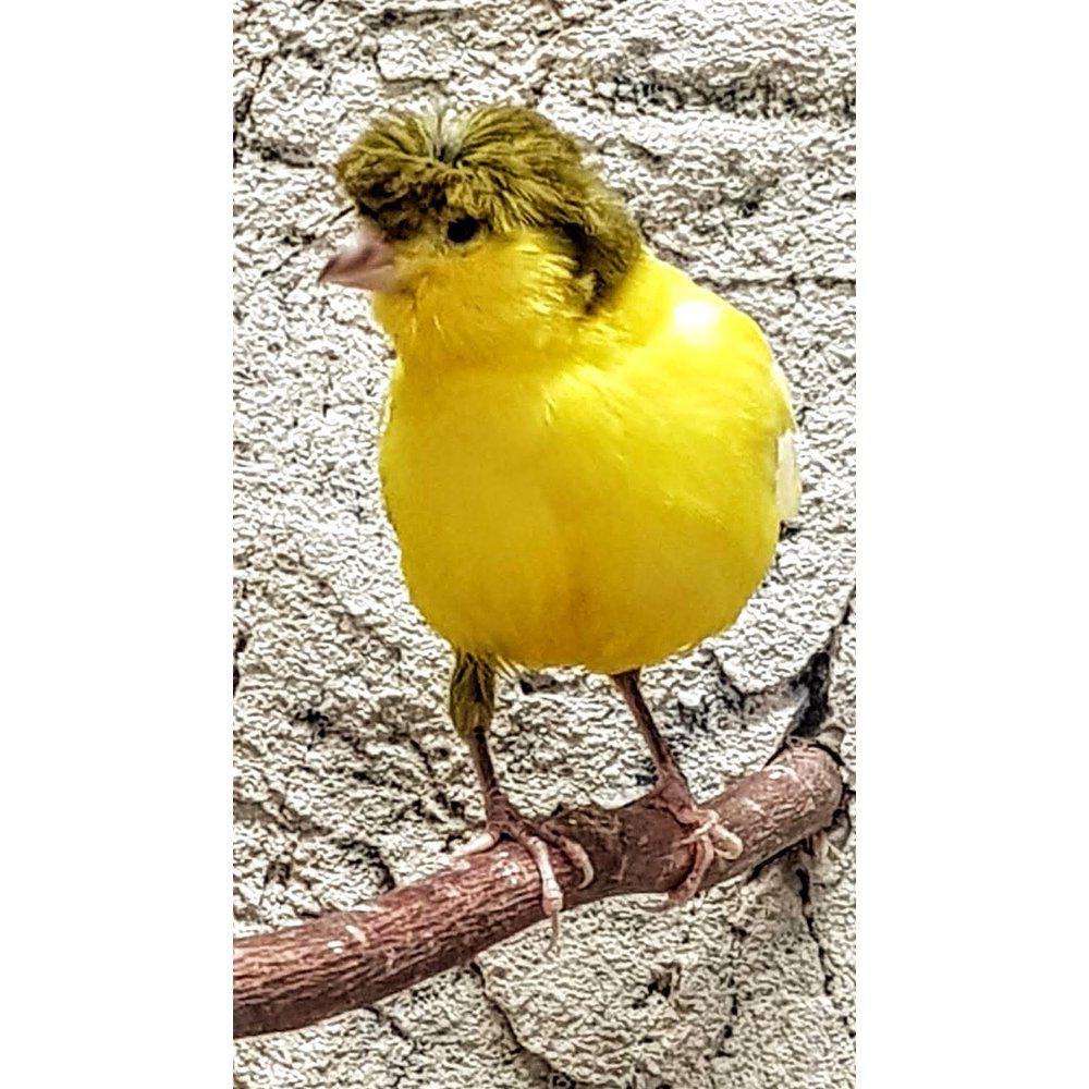 kanarianhemppo kanarialintu gloster tofs Serinus canaria