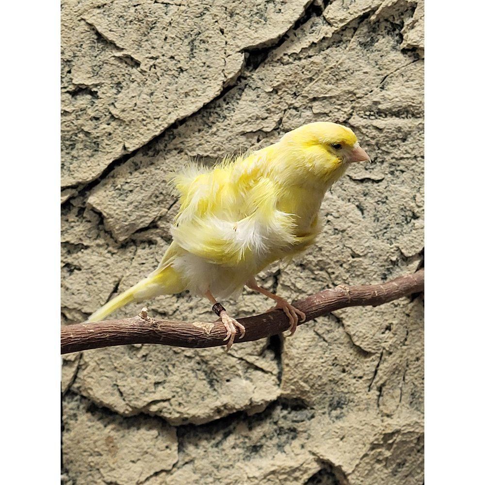 kanarialintu kanarianhemppo Serinus canaria frisee holland  North-dutchfrill
