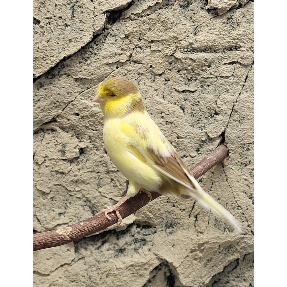 Gloster Multicolor kanarialintu