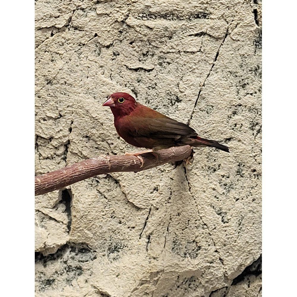 ruusupeippo Lagonosticta senegala hinta myydään poikasia 
