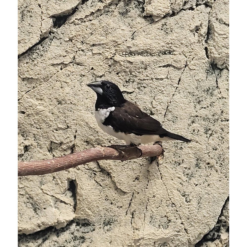 Lonchura fringilloid peippo