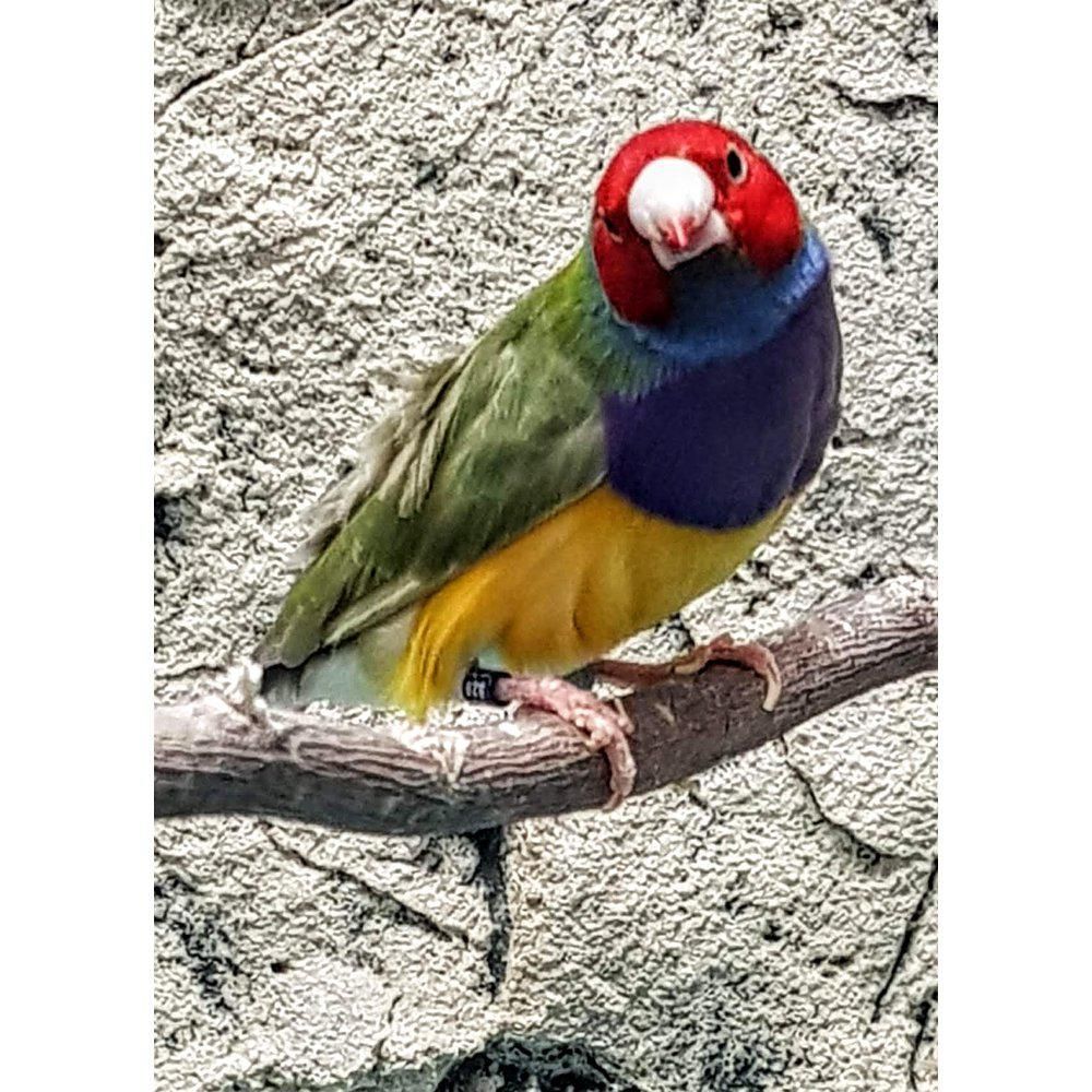 harlekiinipeippo poikasia myydään lintukauppa pori suomi