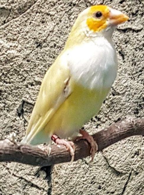 harlekiinipeippo pori