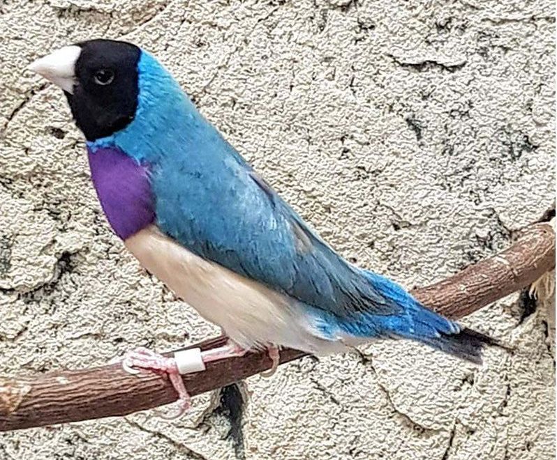 harlekiinipeippo sininen Erythrura gouldiae