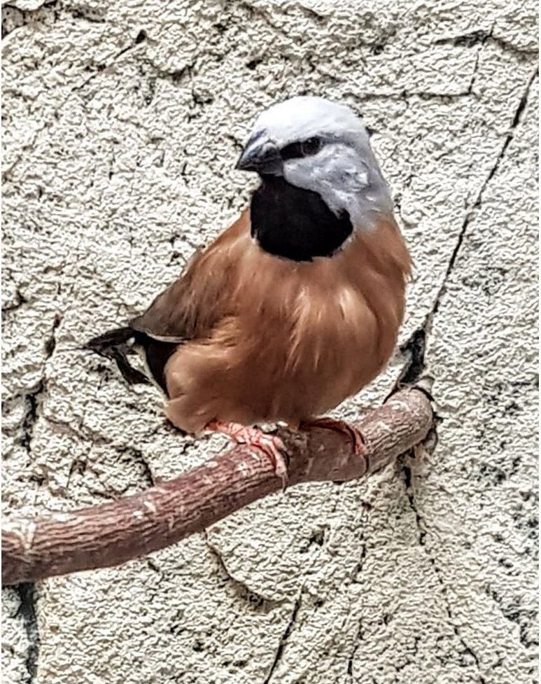 Nyökyttäjäpeippo Poephila cincta