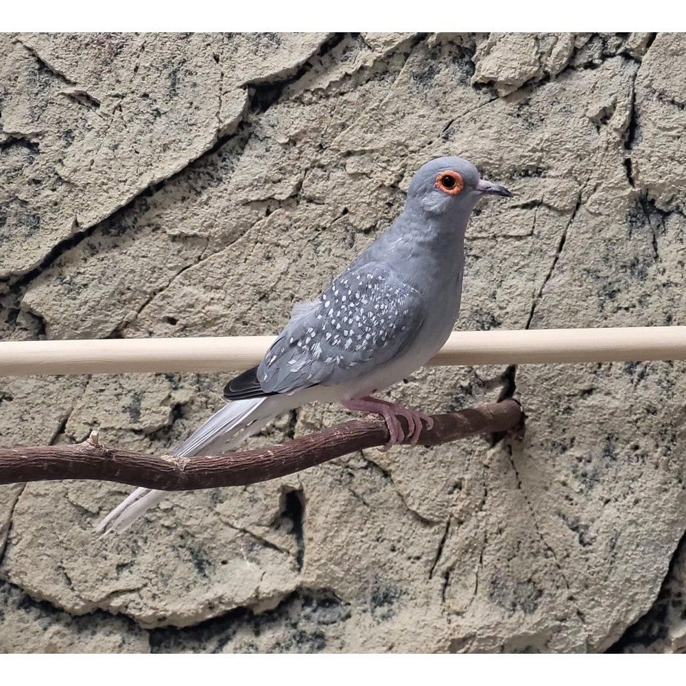 timanttikyyhky mistä saa myydään kasvattaja suomesta