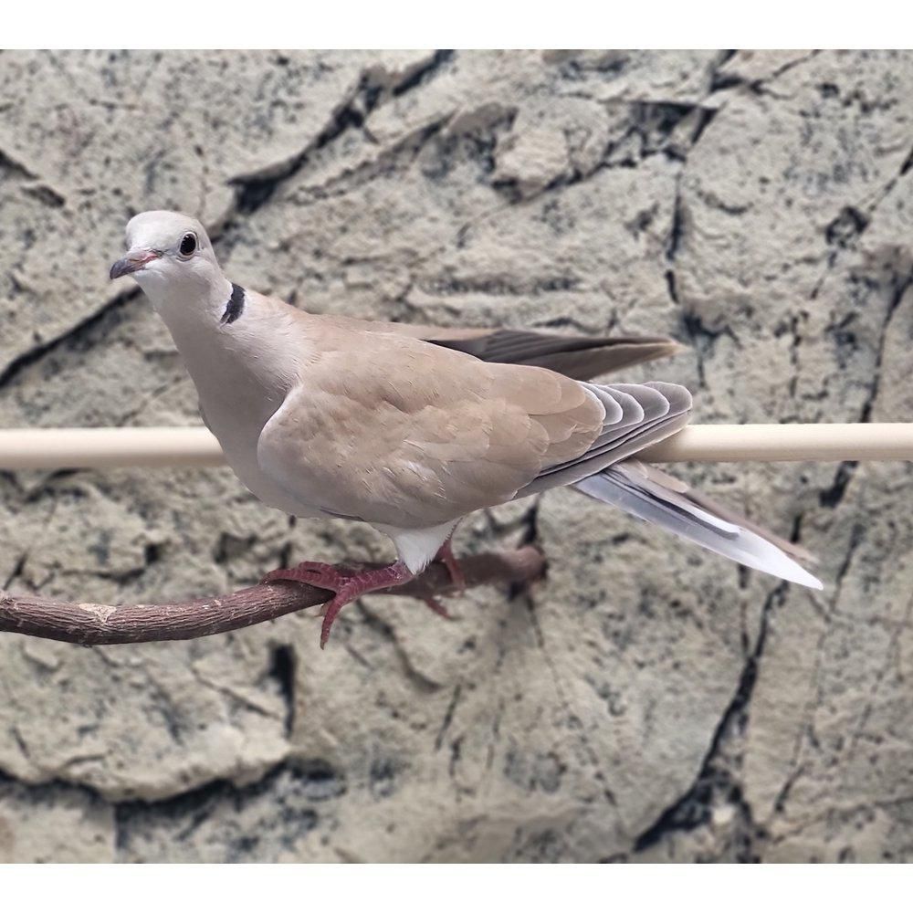 Streptopelia risoria naurukyyhky kyyhkyset kyyhkynen