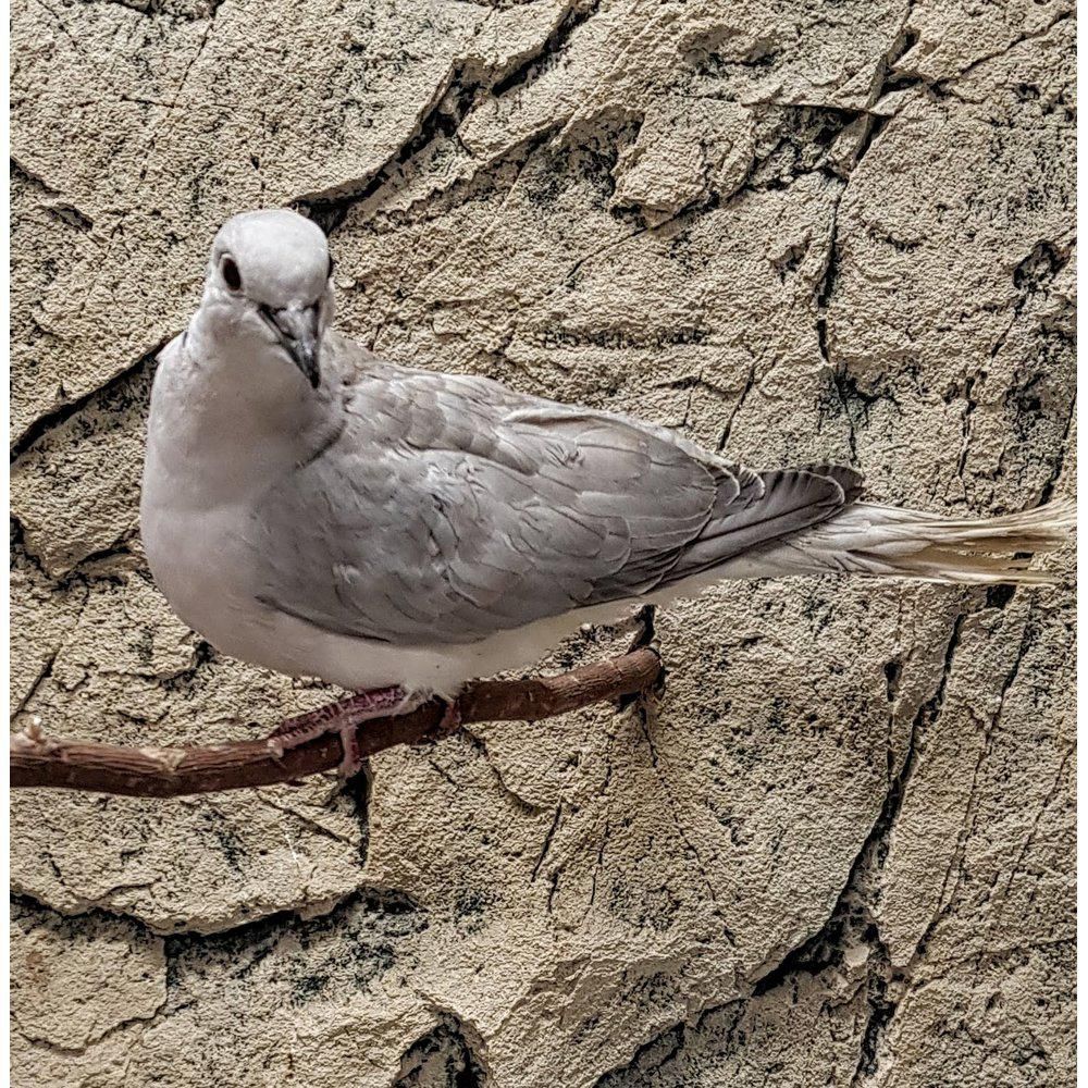 naurukyyhky kyyhkyset kyyhkyt 