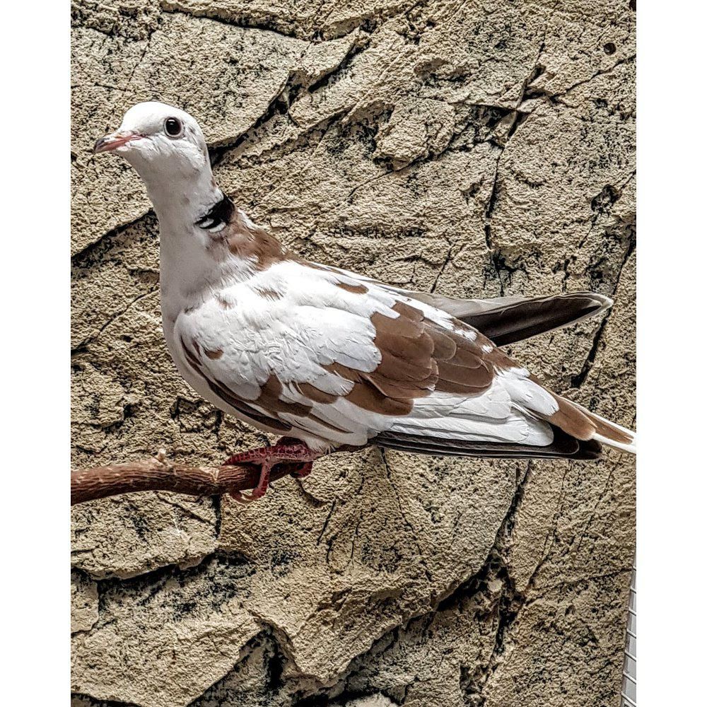 naurukyyhky kyyhkynen lemmikkilinnut lintuja eläinkauppa