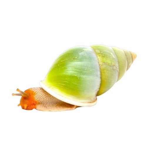 Amphidromus atricallosus akaattikotilo