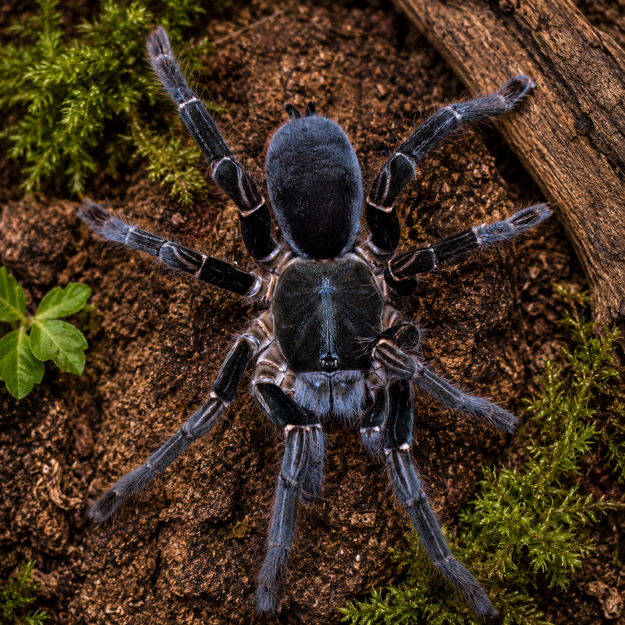 Hysterocrates gigas -tarantula, myytävänä oleva lintuhämähäkki