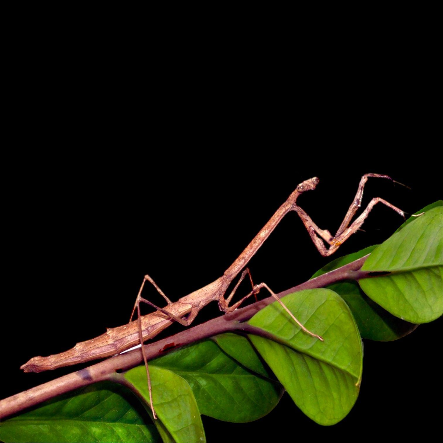 rukoilijasirkka Danuria barbozae