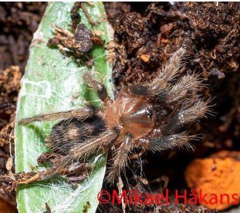 Guatemalan Tiger Rump Tarantula