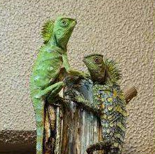 Gonocephalus chamaeleontinus