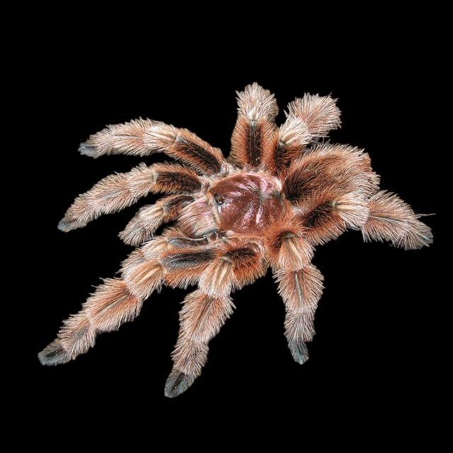 Chilentarantula Grammostola rosea