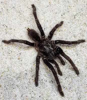 Java Yellow Kneed tarantula