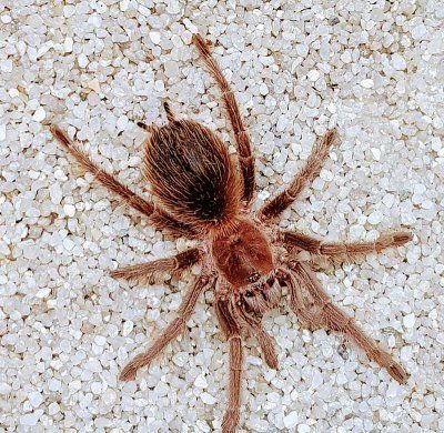 Lasiodora striatipes