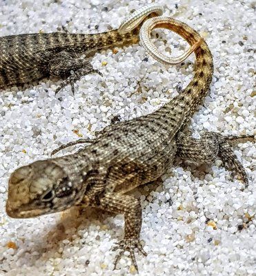 northern curly-tailed lizard