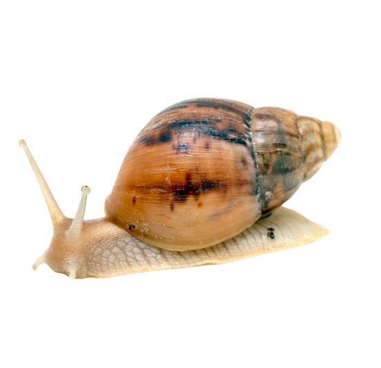 Lissachatina immaculata on suurikokoinen, akaattikotilolle sukua oleva maakeuhkokotilo. Lajia tavataan Afrikan itä- ja eteläosissa.