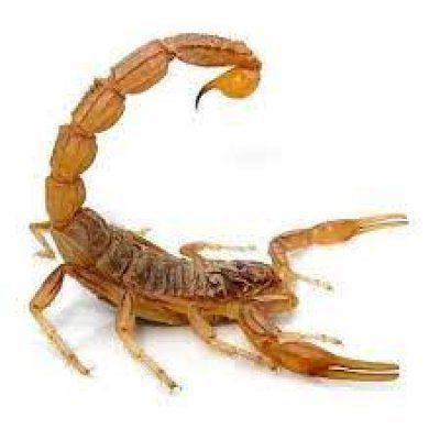 Mesobuthus martensii