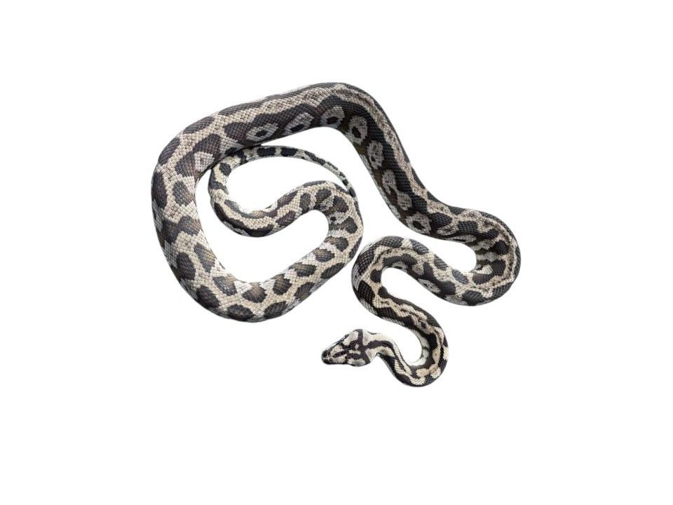 Morelia spilota harrisoni