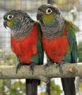 Pyrrhura perlata Rämeikköaratti