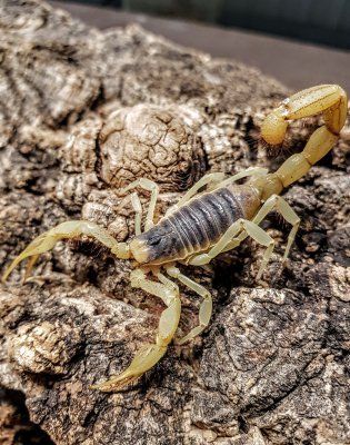 Hadrurus arizonensis skorpioni