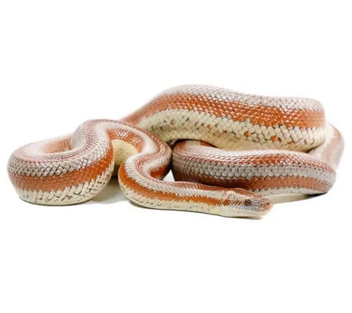 Ruusuboa Lichanura trivirgata hinta poikanen poikasia myydään pori suomessa kasvattaja 