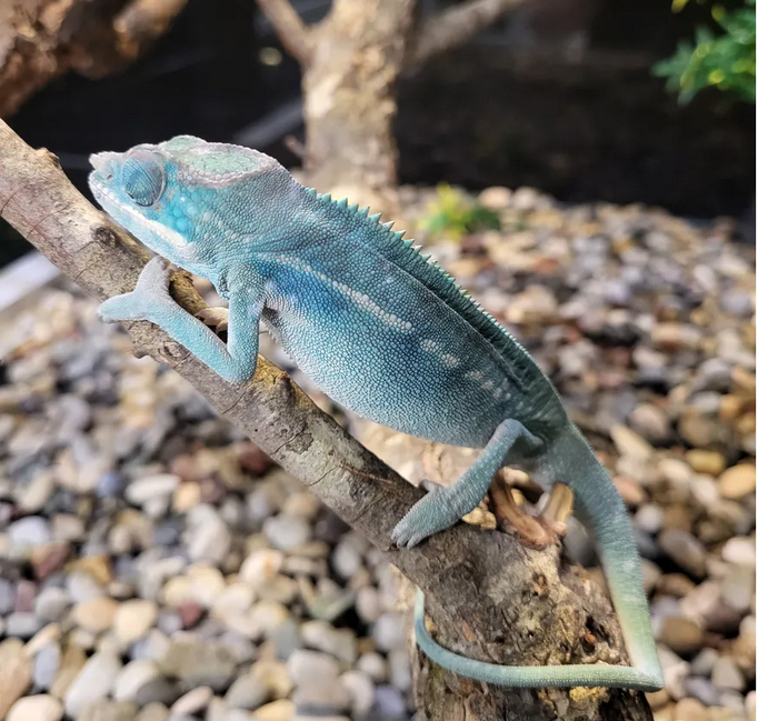 pantterikameleontti koiras uros naaras pariskunta myydään sininen blue