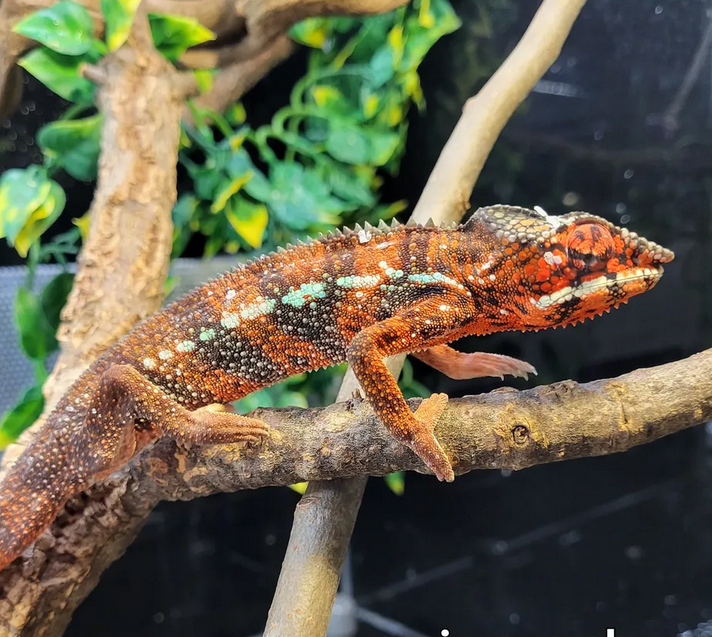 Ambilobe Red pantterikameleontti pariskunta uros koiras naaras punainen myydään poikasia