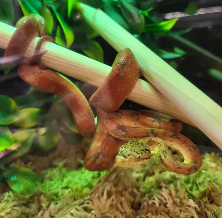 Amazonin puuboa Corallus hortulanus
Väri: Punainen
Kuoriutunut 2024 Ruotsissa
Hinta: 440€