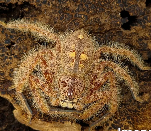 Heteropoda davidbowie tarantula 