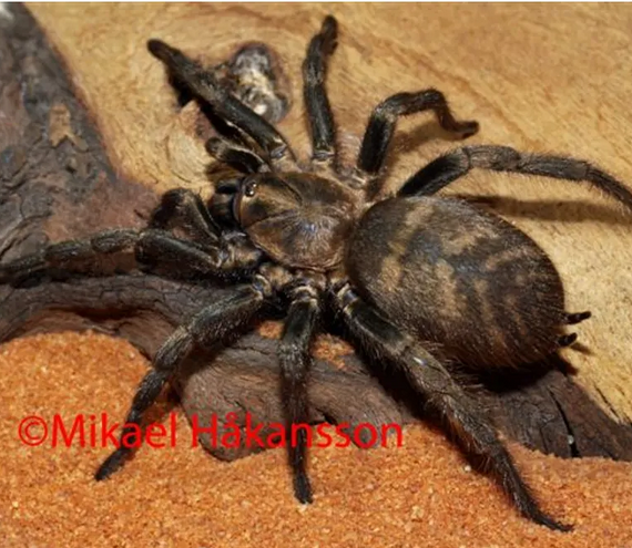 Bumba horrida tarantula