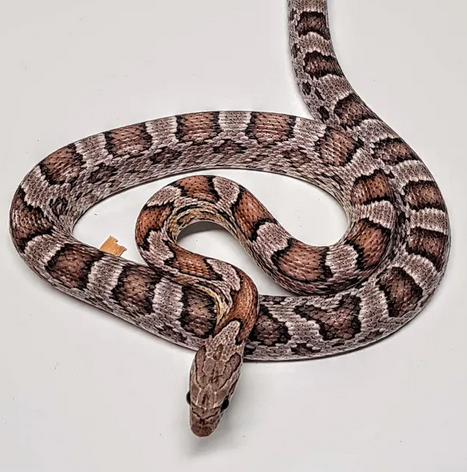 viljakäärme Pantherophis guttatus  hoito ohje ghost coral värimuodot