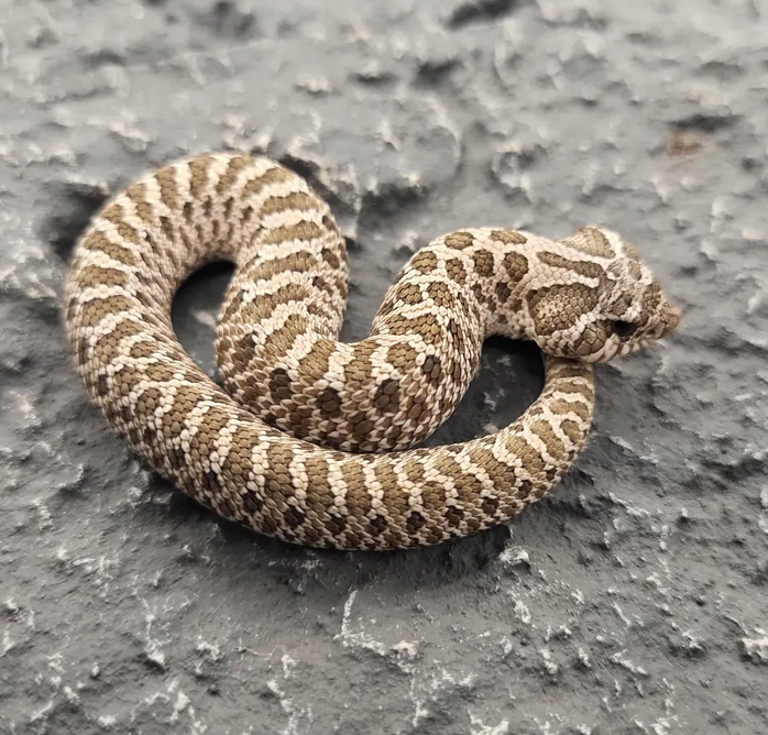 siankärsäkäärme hoito ohje Pistachio värimuodot hinta kasvattaja